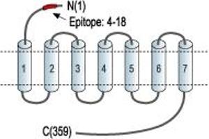Representative domain view of the target of ABIN7042924.