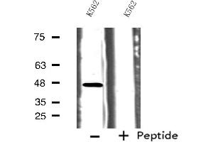 Western blot analysis of extracts from K562 cells, using HTR1B antibody. (5HT1B Receptor 抗体  (Internal Region))
