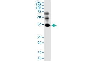 EMB monoclonal antibody (M05), clone 3F12. (Embigin 抗体  (AA 1-327))
