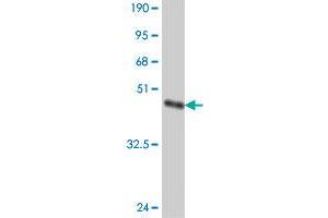 Western Blot detection against Immunogen (37.