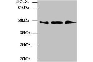 Western blot All lanes: UBXN6 antibody at 1. (UBXN6 抗体  (AA 1-388))