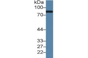 Rabbit Capture antibody from the kit in WB with Positive Control: Rat serum. (Complement Factor B ELISA 试剂盒)