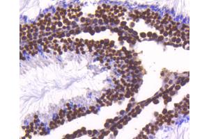 Paraformaldehyde-fixed, paraffin embedded mouse testis, Antigen retrieval by boiling in sodium citrate buffer (pH6) for 15min, Block endogenous peroxidase by 3% hydrogen peroxide for 30 minutes, Blocking buffer (normal serum) at 37°C for 20min, Antibody incubation with Histone H4 (2G2) Monoclonal Antibody  at 1:50 overnight at 4°C, followed by a conjugated secondary and DAB staining. (Histone H4 抗体)