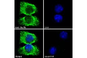 ABIN768619-Immunofluorescence analysis of paraformaldehyde fixed A549 cells, permeabilized with 0. (MUC5B 抗体  (Internal Region))