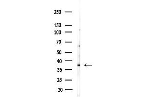 anti-Programmed Cell Death 2-Like (PDCD2L) (Internal Region) antibody