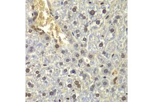 Immunohistochemistry of paraffin-embedded mouse liver using RPL5 antibody. (RPL5 抗体)