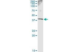 Immunoprecipitation of SDSL transfected lysate using anti-SDSL monoclonal antibody and Protein A Magnetic Bead , and immunoblotted with SDSL MaxPab rabbit polyclonal antibody. (SDSL 抗体  (AA 1-329))