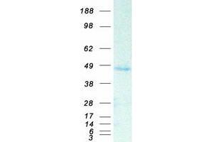 Validation with Western Blot (SAV1 Protein (Myc-DYKDDDDK Tag))