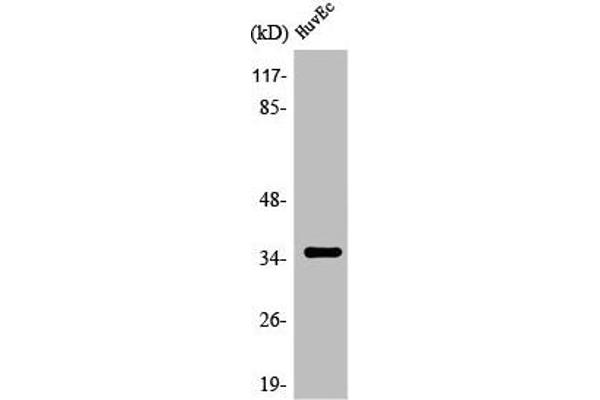 OR7C2 抗体  (Internal Region)