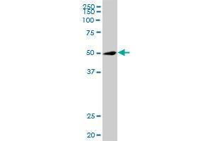TRIP6 MaxPab polyclonal antibody. (TRIP6 抗体  (AA 1-476))
