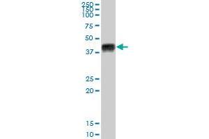 Western Blotting (WB) image for anti-Major Histocompatibility Complex, Class I, A (HLA-A) (AA 1-365) antibody (ABIN516462)