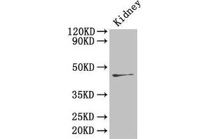 Western Blot Positive WB detected in: Mouse kidney tissue All lanes: Ren2 antibody at 4 μg/mL Secondary Goat polyclonal to rabbit IgG at 1/50000 dilution Predicted band size: 45 kDa Observed band size: 45 kDa (Renin-2 抗体  (AA 64-351))
