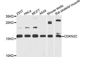 Western blot analysis of extracts of various cell lines, using CDKN2C antibody (ABIN5971074) at 1/1000 dilution. (CDKN2C 抗体)