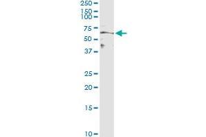 Immunoprecipitation of MFGE8 transfected lysate using anti-MFGE8 monoclonal antibody and Protein A Magnetic Bead , and immunoblotted with MFGE8 MaxPab rabbit polyclonal antibody. (MFGE8 抗体  (AA 61-170))