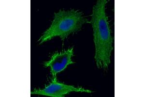 Immunofluorescent analysis of 4 % paraformaldehyde-fixed, 0.