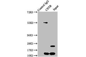 Immunoprecipitating CSTB in HepG2 whole cell lysate Lane 1: Rabbit control IgG instead of ABIN7148987 in HepG2 whole cell lysate. (CSTB 抗体  (AA 1-98))