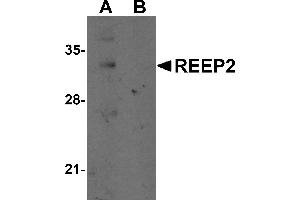 Western Blotting (WB) image for anti-Receptor Accessory Protein 2 (REEP2) (Middle Region) antibody (ABIN1031057) (REEP2 抗体  (Middle Region))