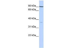 WB Suggested Anti-Nkx2-5 Antibody Titration:  0. (NK2 Homeobox 5 抗体  (N-Term))