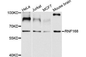 Western blot analysis of extracts of various cells, using RNF168 antibody. (RNF168 抗体)