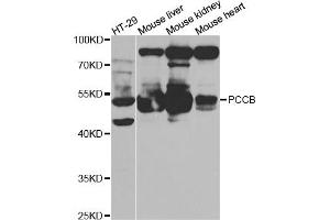 Western blot analysis of extracts of various cell lines, using PCCB antibody (ABIN5973142) at 1/1000 dilution. (PCCB 抗体)