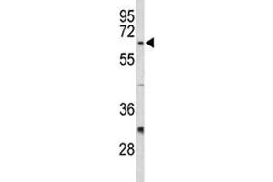 Western blot analysis of CDC20 antibody and HeLa lysate. (CDC20 抗体  (AA 57-84))