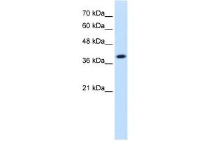 WB Suggested Anti-IDH3A Antibody Titration:  1. (IDH3A 抗体  (N-Term))