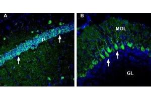 Expression of Neuregulin-2 in mouse hippocampus and cerebellum - Immunohistochemical staining of perfusion-fixed frozen mouse brain sections with Anti-NRG2 (extracellular) Antibody (ABIN7043355, ABIN7044720 and ABIN7044721), (1:300), followed by goat anti-rabbit-AlexaFluor-488. (Neuregulin 2 抗体  (Extracellular, N-Term))