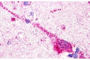 Image no. 1 for anti-G Protein-Coupled Receptor 174 (GPR174) (Extracellular Domain) antibody (ABIN1048762) (GPR174 抗体  (Extracellular Domain))