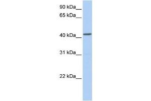 NPY1R antibody used at 1 ug/ml to detect target protein. (NPY1R 抗体  (Middle Region))