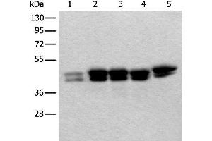 Western blot analysis of 293T Hela and HEPG2 cell lysates using TIA1 Polyclonal Antibody at dilution of 1:250 (TIA1 抗体)