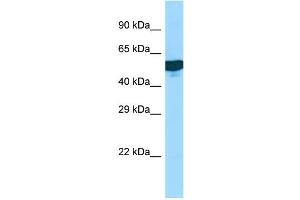 WB Suggested Anti-C1RL Antibody Titration: 1. (C1RL 抗体  (Middle Region))