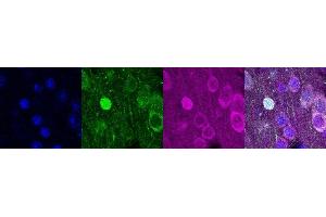 Immunohistochemistry (IHC) image for anti-Purkinje Cell Protein 4 (PCP4) antibody (ABIN7456002) (PCP4 抗体)