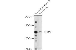 Western blot analysis of extracts of various cell lines, using SLC8 antibody (ABIN7270485) at 1:1000 dilution. (SLC8A3 抗体)