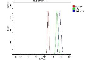 anti-Transmembrane Protein 104 (TMEM104) (AA 88-448) antibody