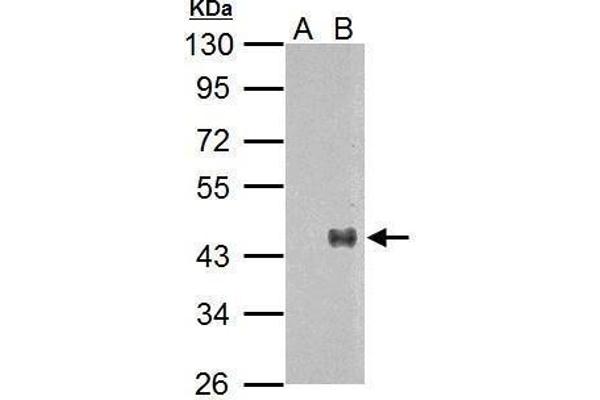 WNT7A 抗体  (Center)