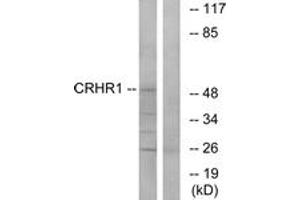 Western blot analysis of extracts from HT-29/LOVO cells, using CRHR1 Antibody. (CRHR1 抗体  (AA 75-124))