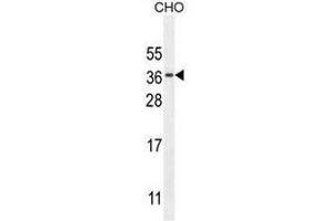 CK073 Antibody (N-term) western blot analysis in CHO cell line lysates (35µg/lane). (C11orf73 抗体  (N-Term))