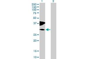 Western Blot analysis of C10orf81 expression in transfected 293T cell line by C10orf81 MaxPab polyclonal antibody. (C10orf81 抗体  (AA 1-282))