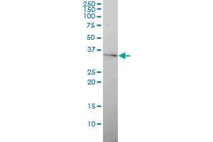 GJB4 monoclonal antibody (M01), clone 1E3-1C12 Western Blot analysis of GJB4 expression in Hela . (GJB4 抗体  (AA 1-266))