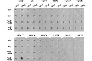 Dot-blot analysis of various methylation peptides using Trimethyl-Histone H3-K27 antibody (ABIN5969810). (Histone 3 抗体  (H3K27me3))