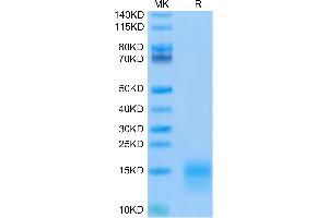 SDS-PAGE (SDS) image for Tumor Necrosis Factor Receptor Superfamily, Member 17 (TNFRSF17) (AA 1-49) protein (His-Avi Tag,Biotin) (ABIN7273945)