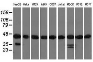 Image no. 2 for anti-DnaJ (Hsp40) Homolog, Subfamily A, Member 2 (DNAJA2) antibody (ABIN1497864) (DNAJA2 抗体)