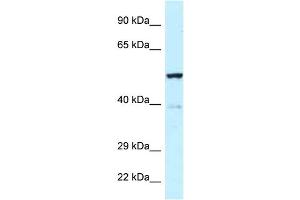 WB Suggested Anti-Trp63 Antibody   Titration: 1.