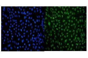 IF analysis of LSM8 using anti-LSM8 antibody (ABIN7599578). (NAA38 抗体  (AA 1-96))