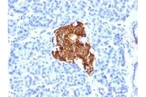 IHC testing of human pancreas stained with Insulin antibody (E2-E3). (Insulin 抗体  (AA 1-84))