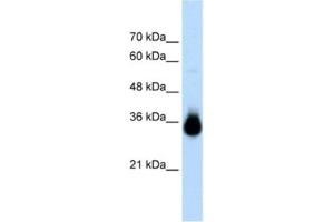 Western Blotting (WB) image for anti-Homeobox C9 (HOXC9) antibody (ABIN2461221) (HOXC9 抗体)