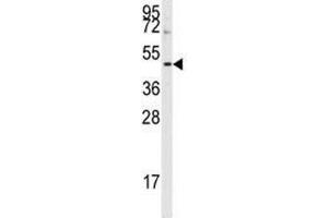 Western blot analysis of Aurora B antibody and HepG2 lysate. (Aurora Kinase B 抗体  (AA 6-35))