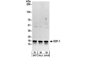 anti-Endothelial Differentiation Related Factor 1 (EDF1) (AA 98-148) antibody
