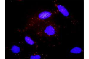 Proximity Ligation Analysis of protein-protein interactions between GNAS and ADCY2. (GNAS 抗体  (AA 1-394))