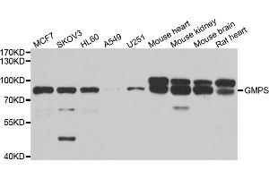 Western blot analysis of extracts of various cell lines, using GMPS antibody (ABIN5973970) at 1/1000 dilution. (GMP Synthase 抗体)